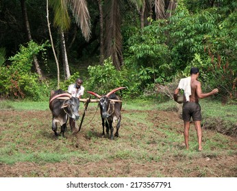 Antiquated Method Of Ploughing With The Help Of Cattle At Village Kudal District Sindhudurga State Maharashtra India 06 18 2022