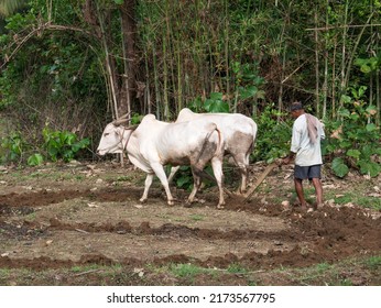 Antiquated Method Of Ploughing With The Help Of Cattle At Village Kudal District Sindhudurga State Maharashtra India 06 18 2022