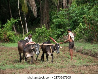 Antiquated Method Of Ploughing With The Help Of Cattle At Village Kudal District Sindhudurga State Maharashtra India 06 18 2022