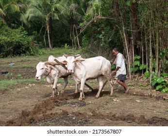 Antiquated Method Of Ploughing With The Help Of Cattle At Village Kudal District Sindhudurga State Maharashtra India 06 18 2022