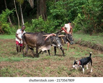 Antiquated Method Of Ploughing With The Help Of Cattle At Village Kudal District Sindhudurga State Maharashtra India 06 18 2022