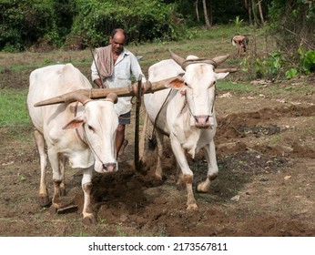 Antiquated Method Of Ploughing With The Help Of Cattle At Village Kudal District Sindhudurga State Maharashtra India 06 18 2022