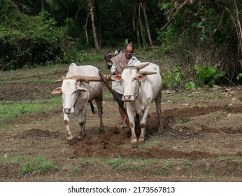 Antiquated Method Of Ploughing With The Help Of Cattle At Village Kudal District Sindhudurga State Maharashtra India 06 18 2022