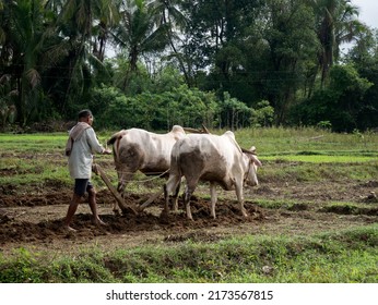 Antiquated Method Of Ploughing With The Help Of Cattle At Village Kudal District Sindhudurga State Maharashtra India 06 18 2022