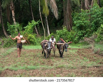 Antiquated Method Of Ploughing With The Help Of Cattle At Village Kudal District Sindhudurga State Maharashtra India 06 18 2022