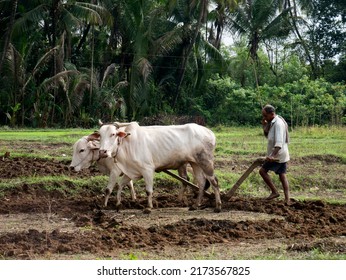 Antiquated Method Of Ploughing With The Help Of Cattle At Village Kudal District Sindhudurga State Maharashtra India 06 18 2022