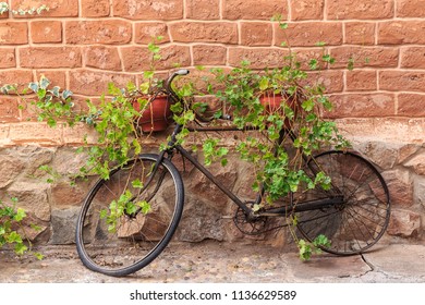 Antique Bicycle With Overgrown Ivy In Urubamba Valley (the Sacred Valley) In Peru, South America