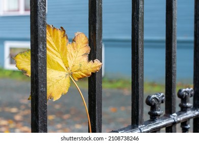 An antique black wrought iron fence with a vibrant yellow maple leaf stuck in one of the pickets'. There are decorative designed ornaments on the palings of the forged fence with blue in the back.