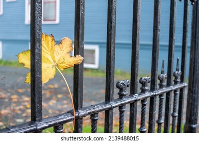 An antique black wrought iron fence with a vibrant yellow maple leaf stuck in one of the pickets. There are decorative designed ornaments on the palings of the forged fence with blue in the back.