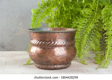 Antique copper flower pot and green plant on concrete background. Copy space and photography props. 