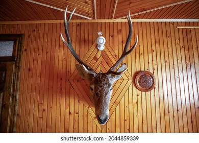 Antique Mounted Head Horned Deer In Hunter Wooden Lodge. Vintage Stuffed Animal Face With Large Antlers, Plate In Room. House Decorating With Stag Hunting Trophy On Wood Wall Background Front View