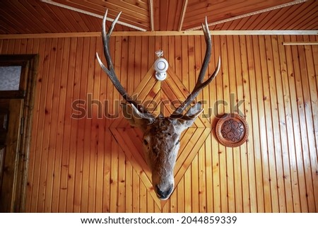 Antique mounted head horned deer in hunter wooden lodge. Vintage stuffed animal face with large antlers, plate in room. House decorating with stag hunting trophy on wood wall background front view