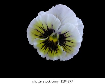 Antique Shades Hybrid Pansy, faintly tinted lavender with a yellow & black face, isolated on a black background.