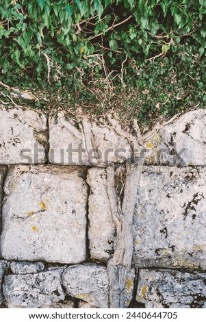 Antique stone wall entwined with ivy climbing plant. Stonework and green leaves flora background, texture