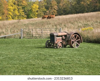 Antique tractor rusting near cows - Powered by Shutterstock