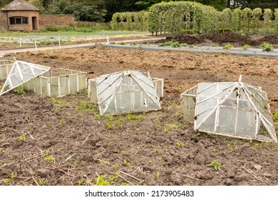 Antique White Cloche In Vegetable Garden