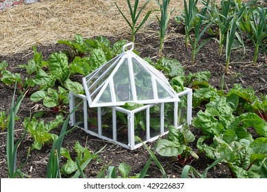 Antique White Cloche In Vegetable Garden