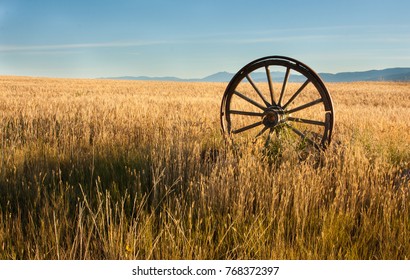 antique wooden wagon wheel with metal rim standing upright in a field of wheat located in eastern Montana
