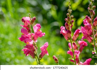 Antirrhinum majus bright colorful flowering plant, group of snapdragon flowers in bloom, green leaves, buds and stem