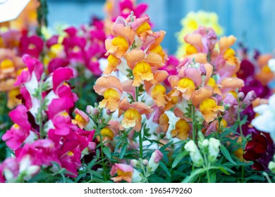 Antirrhinum majus, the common snapdragon. This plant is also called lion's mouth, rabbit's mouth or lion's snap. It produces colorful flowers. It is native to the Mediterranean region.