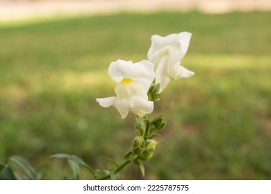 Antirrhinum Majus Is A Plant Of The Scrophulariaceae Family.