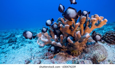 An Antler Coral Head With Domino Damsel Fish Swimming In It Against A Clear Blue Tropical Water Background.