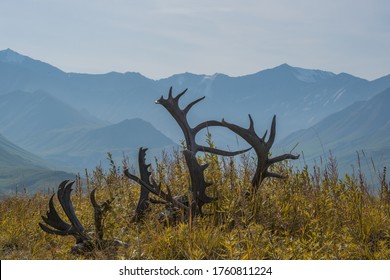 Antler. Denali Mount Mckinley National Park Area. Alaska AK American Road Trip Sightseeing Nature (Mountain, Nature, Wildlife, Rivers, Glacier)