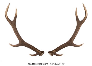 Antler isolated on white background. Large deer antlers on white background.
