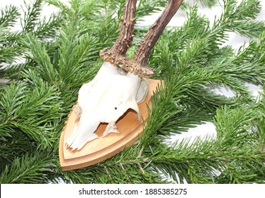 An Antler On Nordmann Fir Branches