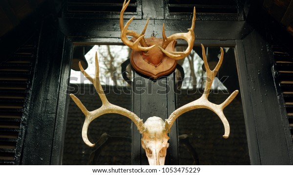 Antler Skull Deer Decorate On Wall Stock Photo Edit Now 1053475229