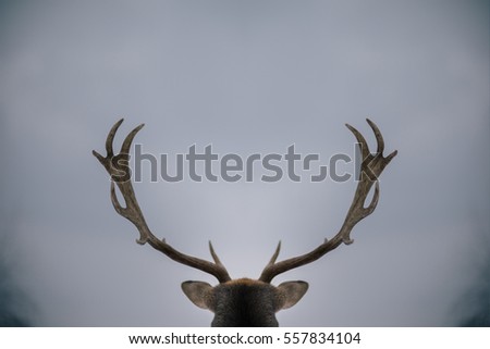 Similar – Image, Stock Photo at king’s Deer Elk Animal