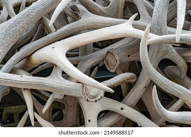 Antlers In The Arch In Jackson Hole, WY