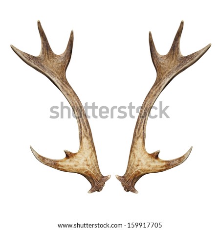 Antlers of a fallow deer isolated on white background