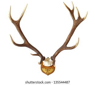 Antlers of a huge stag, hunted in 1888