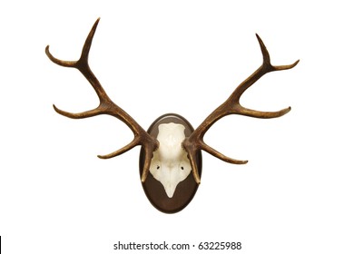 Antlers Of A Huge Stag, Mounted On A Wooden Plate