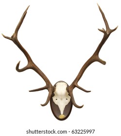 Antlers Of A Huge Stag, Mounted On A Wooden Plate