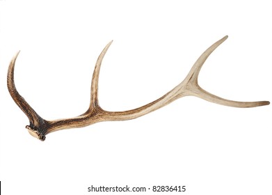 Antlers On White Background