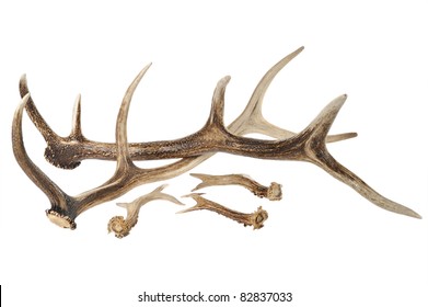 Antlers On White Background