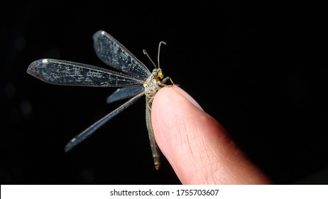 Antlion, Adult Stage.
Exotic Vet, Biologist Holding An Ant Lion.
Life Cycle Of An Antlion, Stages.
Camouflage Animals.
Arthropods, Invertebrates, Bugs, Bug, Insects, Animal, Wild Nature, Wildlife