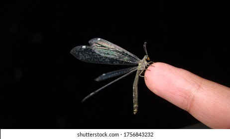 Antlion, Adult Stage.
Exotic Vet, Biologist Holding An Ant Lion.
Life Cycle Of An Antlion, Stages.
Camouflage Animals.
Arthropods, Invertebrates, Bugs, Bug, Insects, Animal, Wild Nature, Wildlife