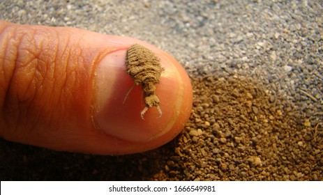 Antlion, Larva Stage.
Exotic Vet, Biologist Holding An Ant Lion.
Life Cycle Of An Antlion, Stages.
Camouflage Animals.
Arthropods, Invertebrates, Bugs, Bug, Insects, Animal, Wild Nature, Wildlife