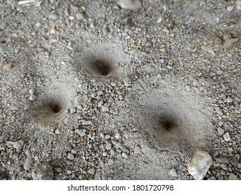 524 Antlion bug Images, Stock Photos & Vectors | Shutterstock