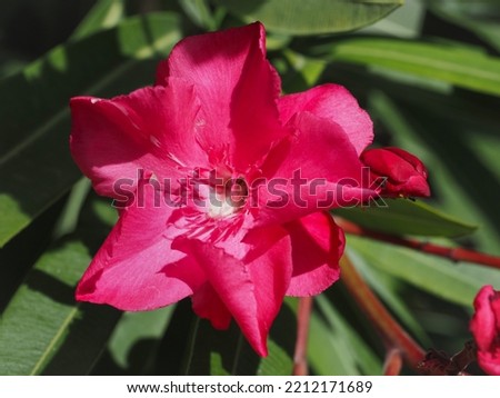 Antoine Oleander, most popular cultivar, blooming shrub with dark pink, showy flower and evergreen foliage. Nerium Oleander most poisonous garden plant. Apocynaceae family, Wrightieae tribe. Close up.