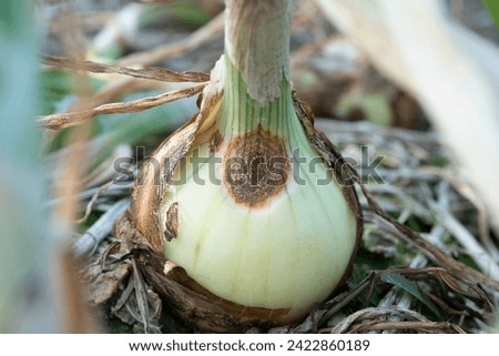 antracnose disease on bulb onion 