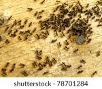 ants