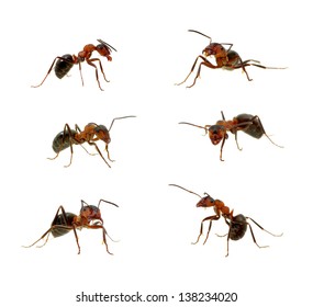 Ants