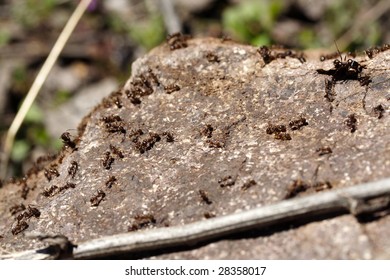 Ants