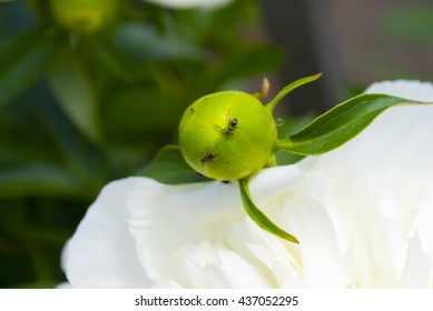 ants