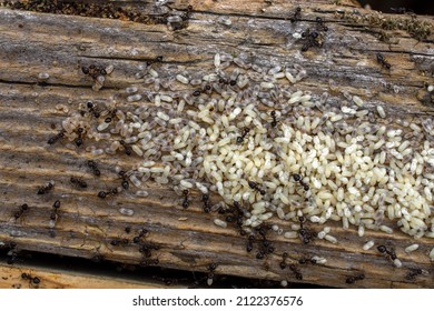 Ants With Ant Larva In Wood