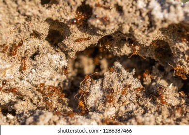 Ants In An Anthill